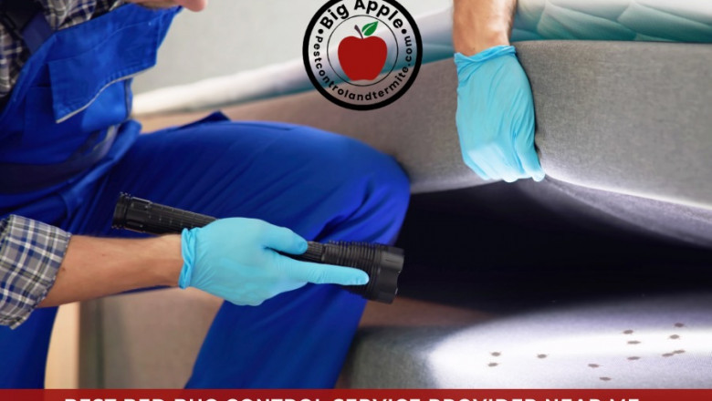 Why Proactive Pest Control Matters in Oldsmar
