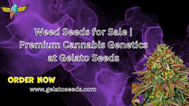 Weed Seeds for Sale | Premium Cannabis Genetics at Gelato Seeds