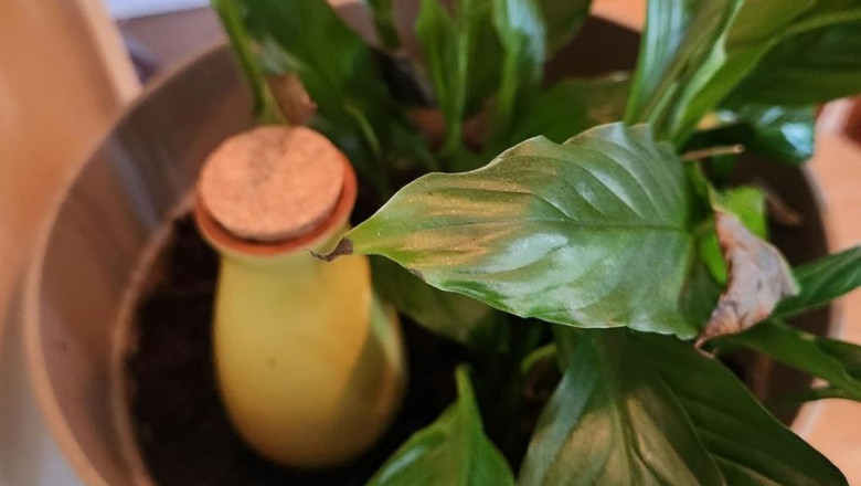SmartiLiving Self-Watering System: The Smart Way to Keep Plants Thriving
