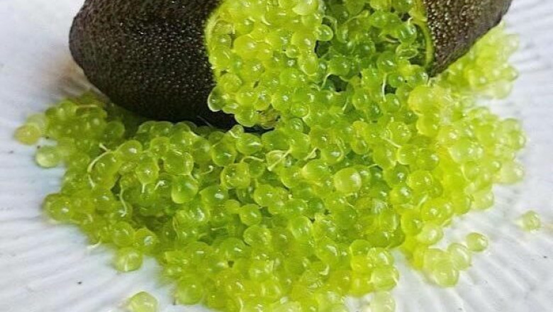 Unlock the Power of Desert Lime Extract for Skin, Gut & Energy