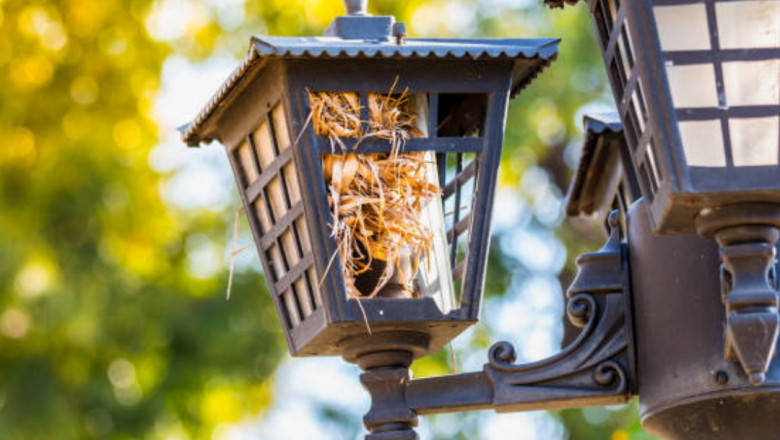 How Outdoor Lighting Can Attract or Deter Bees