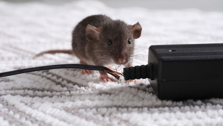 Effective Mice Control Brampton: Safeguarding Homes and Health