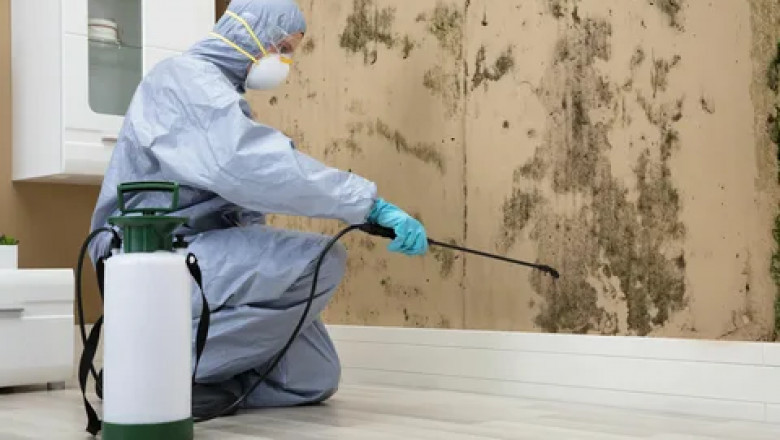 Effective Pest Control in Surrey: Safeguarding Homes and Businesses from Infestation