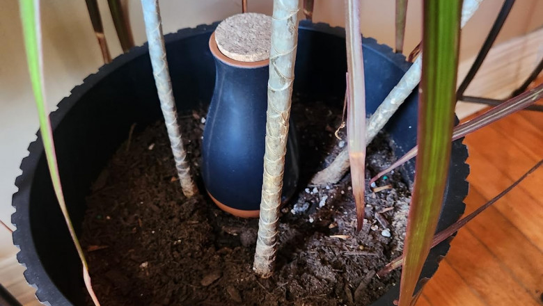 Ollas: The Ancient Watering Secret for Modern Vegetable Gardens