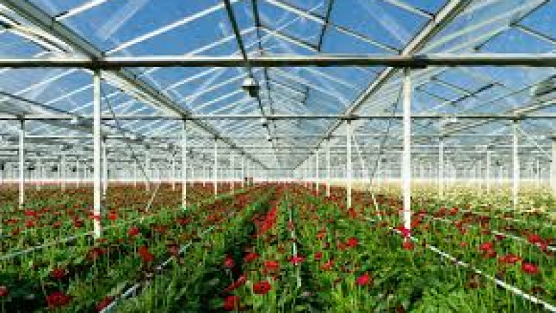 Revolutionizing Agriculture: An In-Depth Look at the Greenhouse Horticulture Market Forecast (2025–2031)