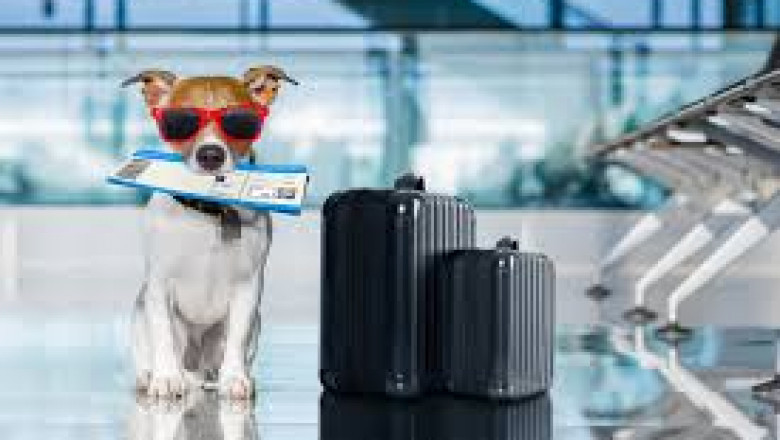 Global Pet Travel Services Market Report: Trends, Opportunities, and Forecast 2025–2031