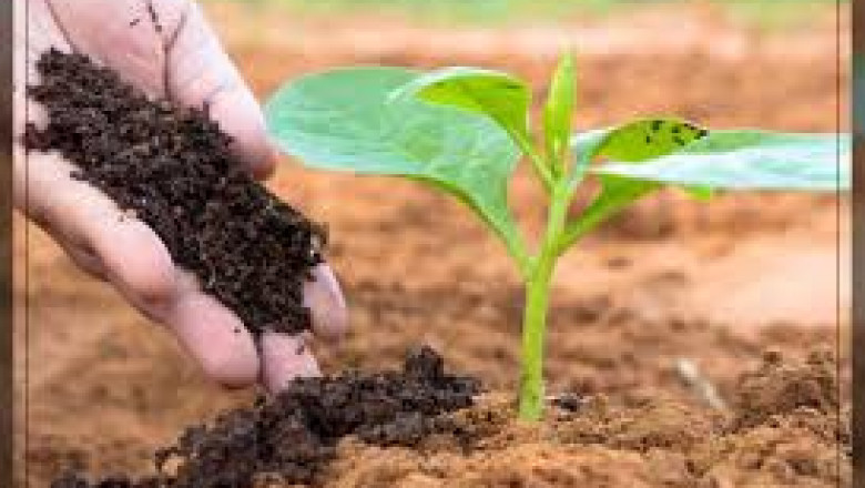 Global Soil Amendment and Conditioner Market Report: Trends, Opportunities, and Forecast 2025–2031