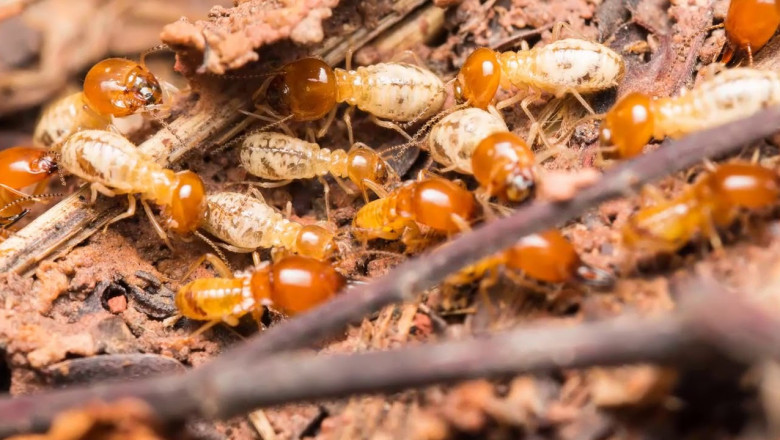 When Swarming Termites Show Up: What’s Really in the Spray—and Can You Handle It Yourself?