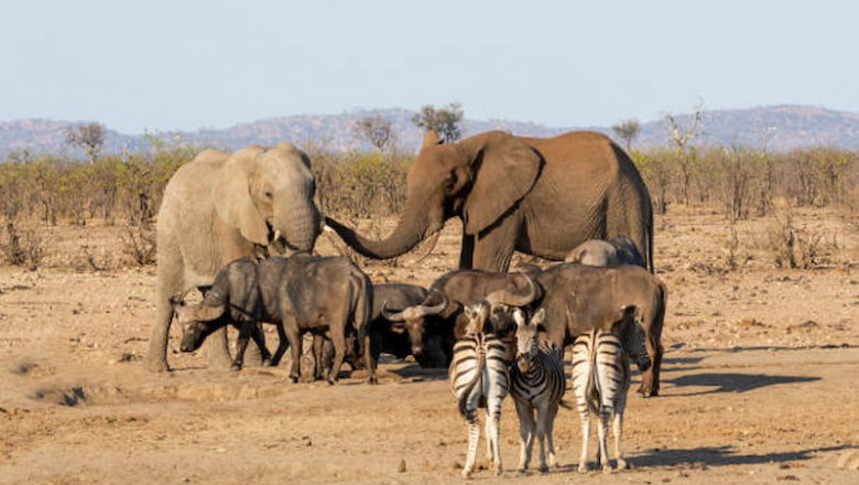 Wild Cameroon: Safari, Gorilla Trekking & Cultural Encounters in Central Africa