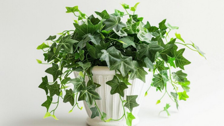 Artificial Plants Market Witnesses a Global Consumer Preference Shift