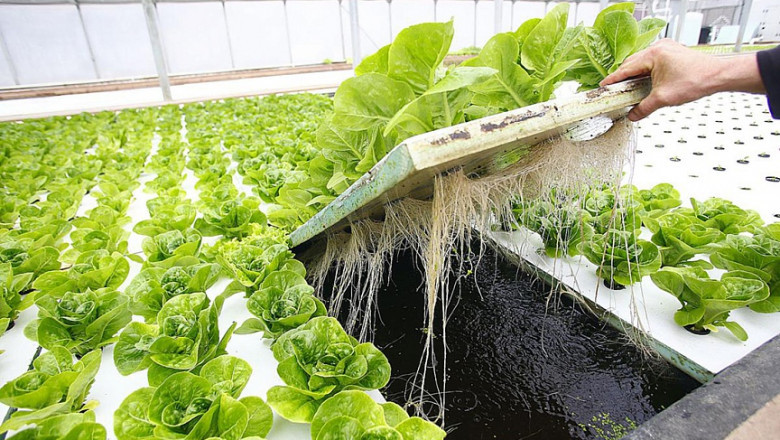 Hydroponics Market Competitive Landscape: Key Players and Emerging Startups