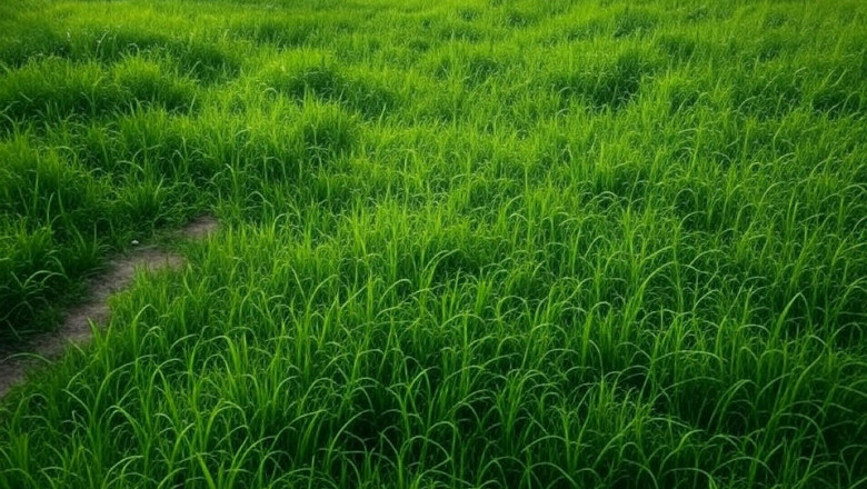 Unlocking Wealth: Why Invest in Plots for Sale in Lucknow