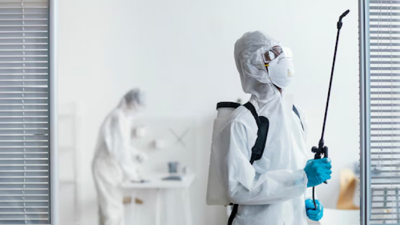 Your Ultimate Guide to the Wasp Exterminator Near Me You Can Trust