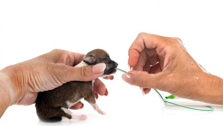 Companion Animals Drug Market Undergoes Key Shifts in Pet Therapeutics Demand