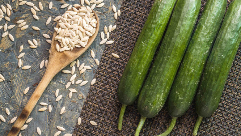 Cucumber Seeds Market to Witness High Growth Owing to CRISPR Gene Editing
