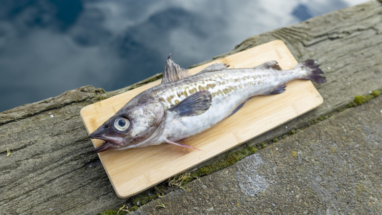 Food Safety and Traceability Technologies Transform Supply Chains in the Wild Pollock Market