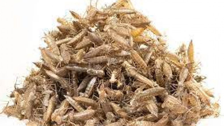 Insect-based Fertilizer Market fueled by increasing rejection of synthetic alternatives