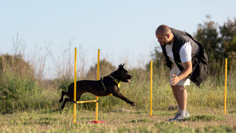 Puppy Training Classes