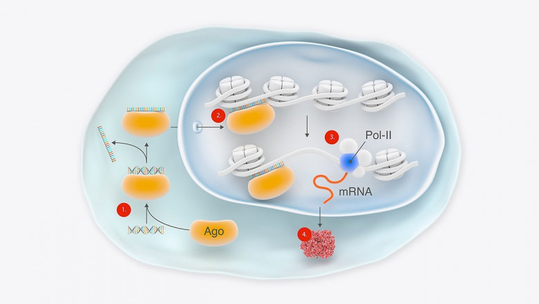 RNA Therapeutics Market Growth Dynamics and Opportunities