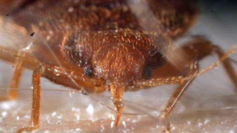 The Comprehensive Guide to Pyrethroids: Uses, Benefits, and Environmental Impact