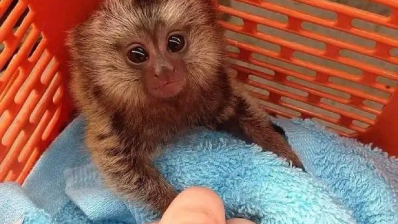 Meet the Marmosets: Tiny, Curious, and Captivating Companions