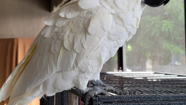 Bring Home a Cockatoo – Intelligent, Friendly &amp; Full of Personality