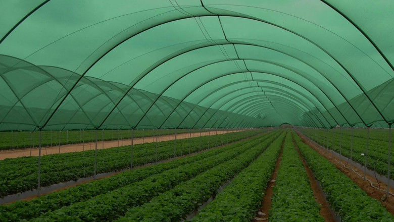 Agricultural Textiles Market Gains Traction With Climate-Resilient Farming and Advanced Agro-Tech Materials