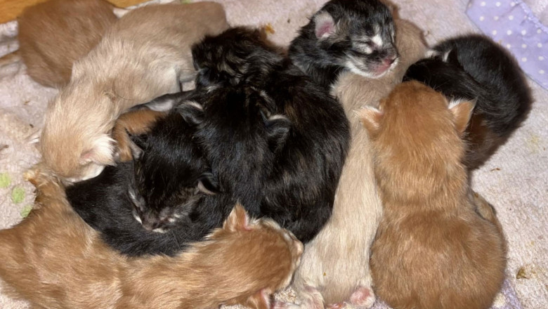 Discover the Charm of Maine Coon Kittens – Friendly, Fluffy, and Family-Ready