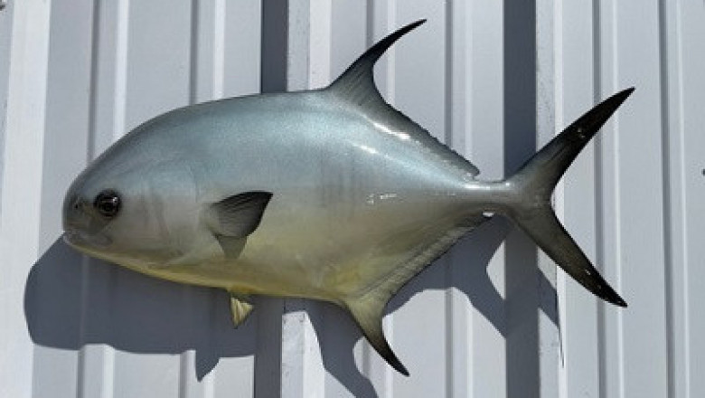 Order Custom Fish Mounts Online – Perfect Trophy Mounts for Your Big Catch"