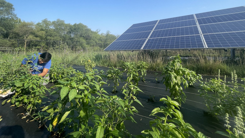 United States Agrivoltaics Market: Size, Trends &amp; Opportunity
