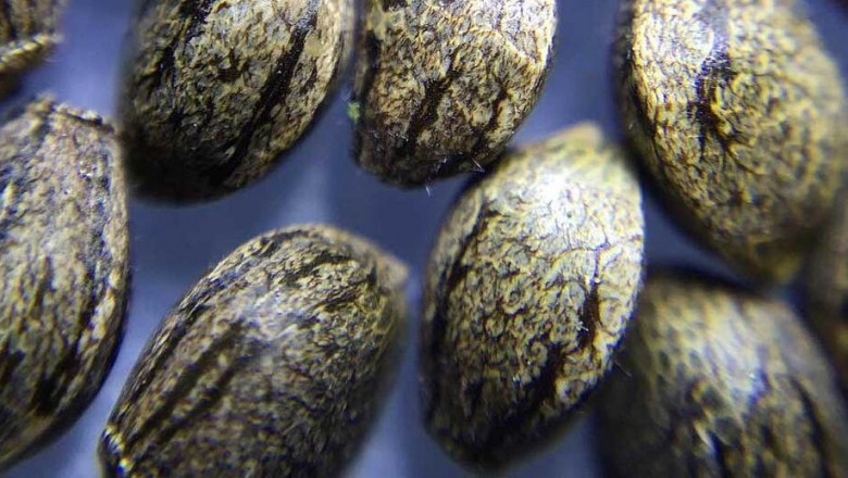 Cannabis Seeds Market to Benefit from Legal Frameworks Favoring Domestic Production and Export Potential