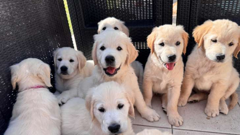 Adopt or Buy Golden Retriever Puppies – Vet-Checked, Pedigree, and Safe Shipping