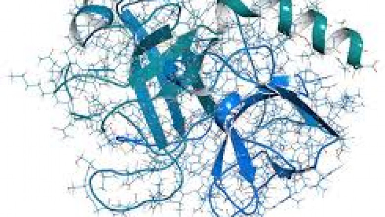 Marine Enzymes Market Growth: Expanding Role Across Global Industrial Sectors