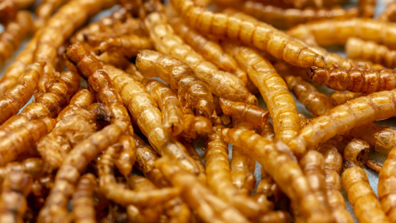 Rapid Expansion in the Mealworms Market: Size, Trends, and Strategic Outlook