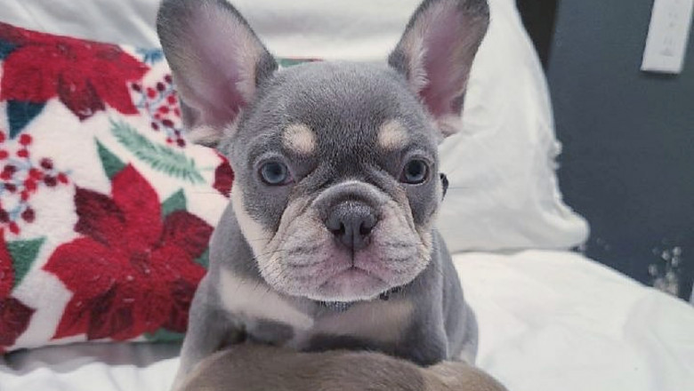 Why French Bulldog Puppies for Sale Make the Perfect Family Companion Dog
