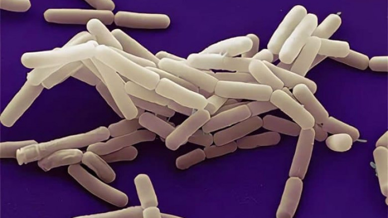 Bacillus subtilis in Biocontrol: A Natural Alternative to Chemical Pesticides