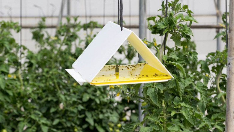 Integrated Pest Management Pheromones Market Growth and Strategic Outlook 2025–2032