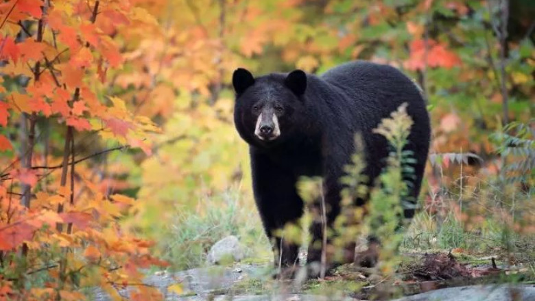All About Black bear Meaning and Symbolism