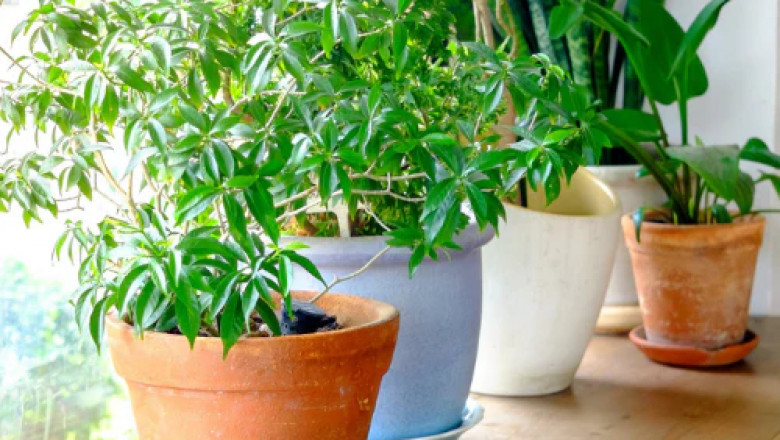 Expert Plant Installation Dubai: Elevate Your Spaces with Dubai Plant Rental Services