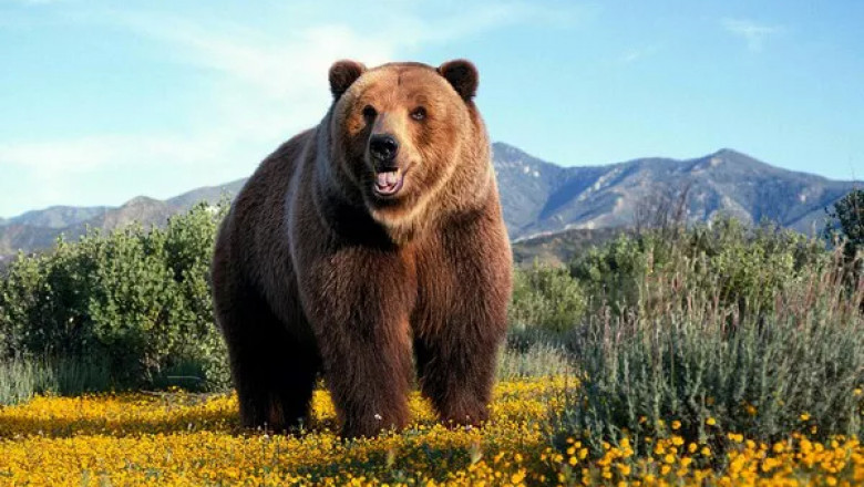 What Does A Bear Symbolize?