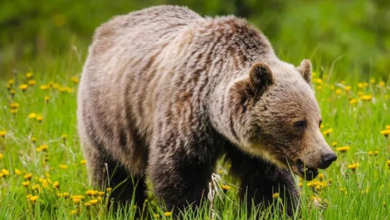 What Does a Grizzly bear Symbolism?