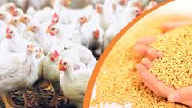 Poultry Feed Market Growth: Key Drivers, Trends, and Future Prospects