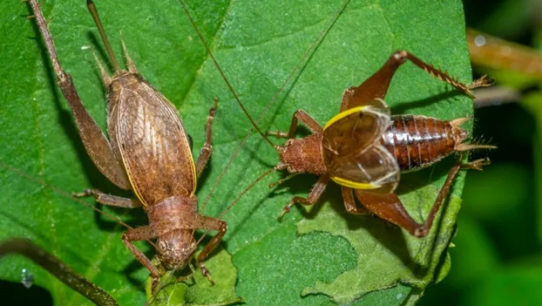 35 Mormon Cricket Quotes, Sayings, and Proverbs