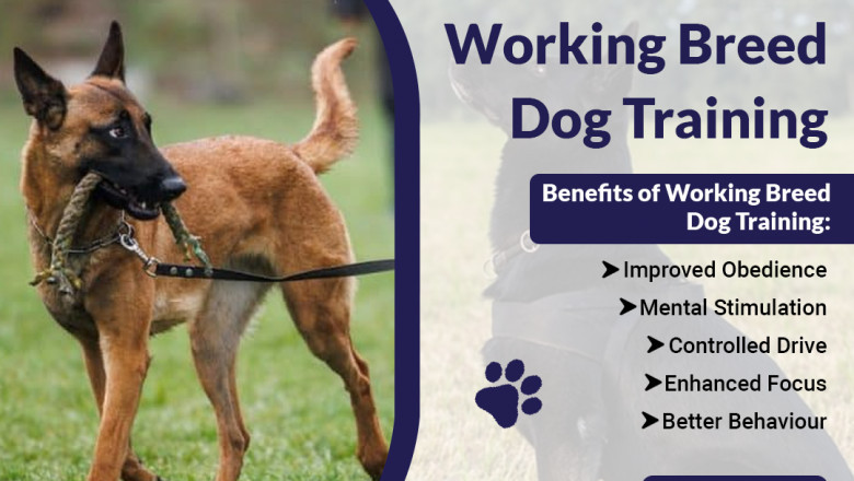 Essential Tips for Shepherd Dog Training