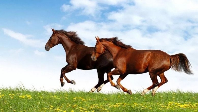 35 Horse Quotes, Sayings, and Proverbs