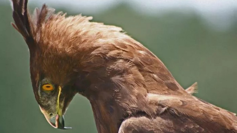 39 Crested Eagle Quotes, Sayings, and Proverbs