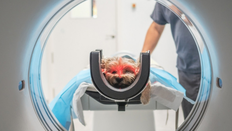Veterinary MRI Systems Market Expansion Driven by Technological Innovation and Rising Pet Healthcare Demand
