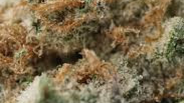 Discovering Quality Cannabis Near Me: Your Guide to Local Access