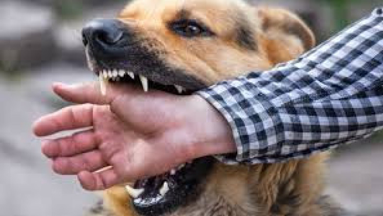 Dog Bite Lawyers: Advocates for the Voiceless