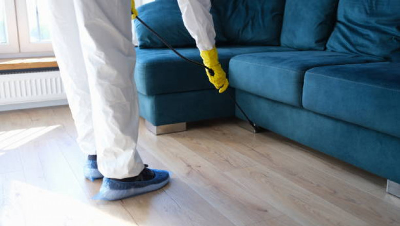 Importance of Home Termite Treatments at Home in Brisbane